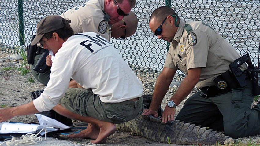 croc1