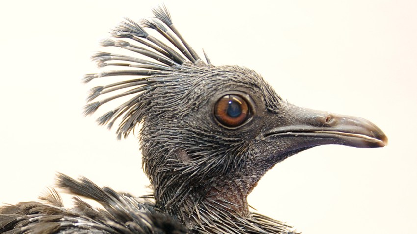crowned pigeon thumbnail