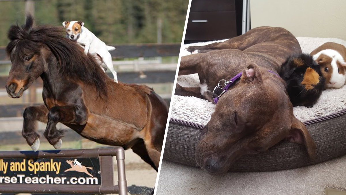 Odd Couples: These Unlikely Animal Friendships Will Warm Your Heart