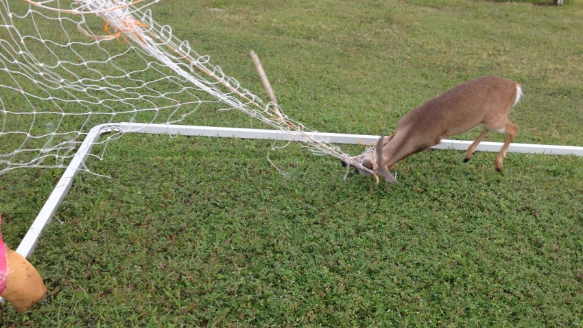 deer in net