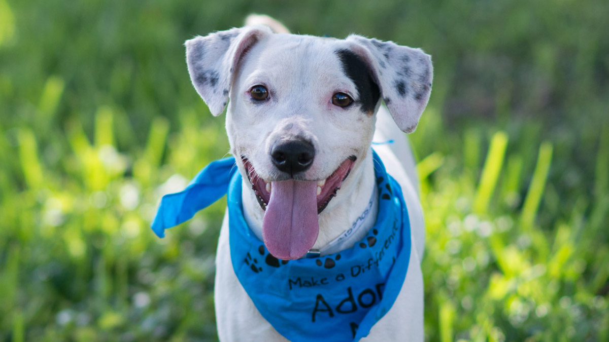 Broward Animal Shelter Offers Adoption Incentives NBC 6 South Florida   Discounted Pet Adoptions 