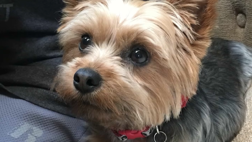 Family Wants Answers After Dog's Mysterious Death During Hired Walk - Vimarsana News