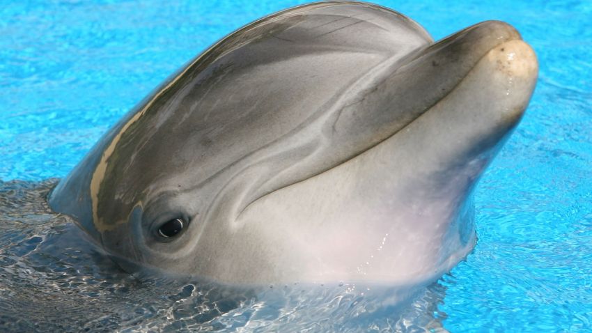dolphin show getty
