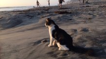 [UGCDGO-CJ-pets]Cat watching the sunset at Moonlight Beach - Encinitas