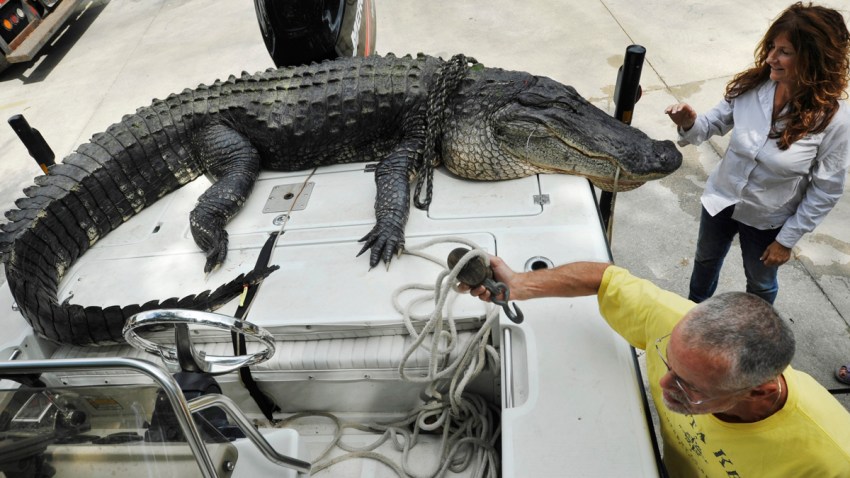13 Foot 6 Inch Alligator Captured In North Florida Nbc 6 South Florida