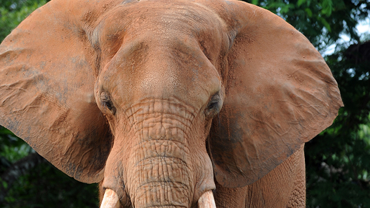 Machito The Elephant Is Gravely Ill At Zoo Miami - NBC 6 ...