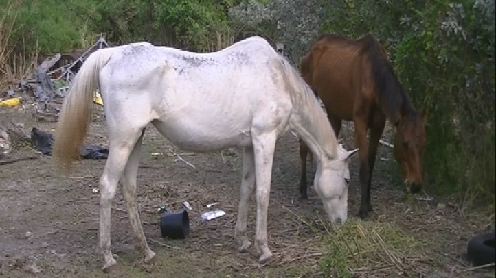 emaciated horses 3