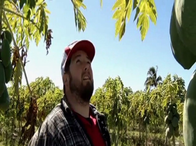 norwegian_MIA_thumb_625x350