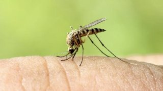 fumigan-condado-riverside-mosquitos-virus-nilo