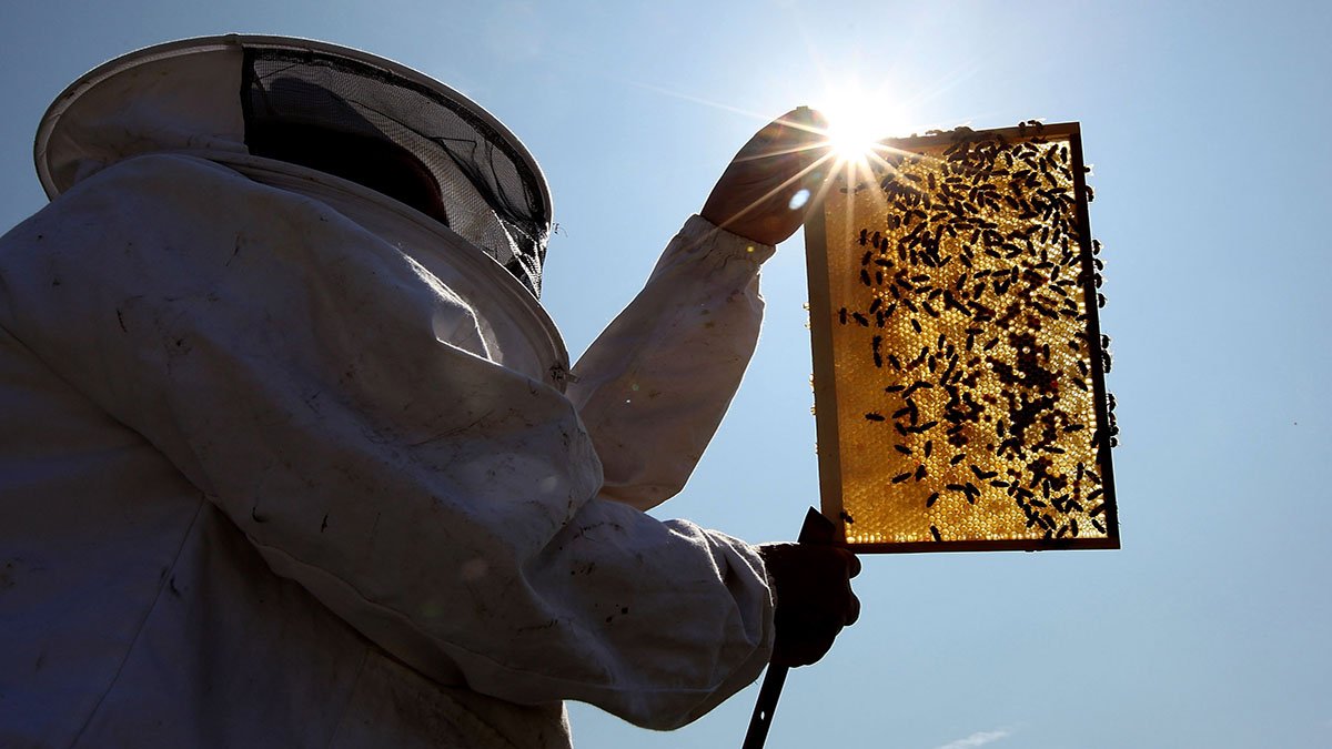 Beekeepers Turn to Anti-Theft Technology as Hive Thefts Rise in California – NBC 6 South Florida - Vimarsana News