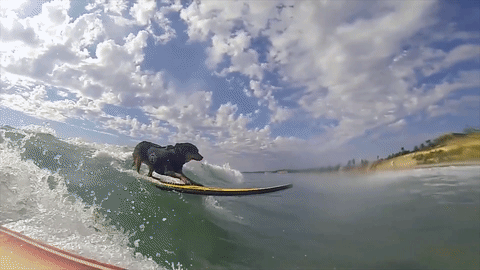 Surf's Up! Annual World Surf Dog Competition Returns to Bay Area