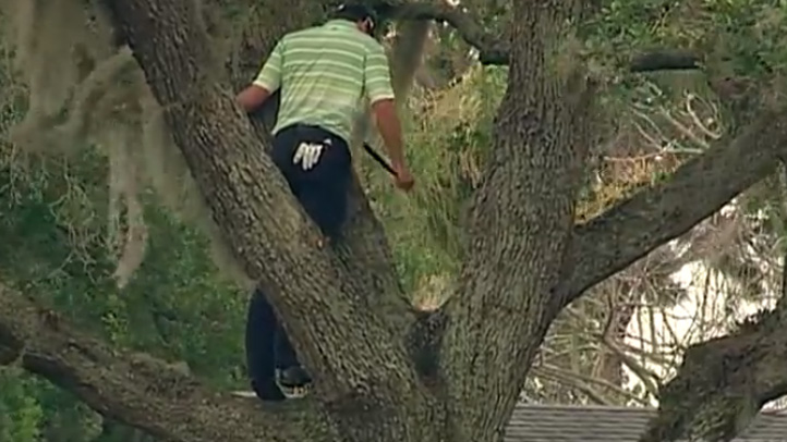 golf tree shot
