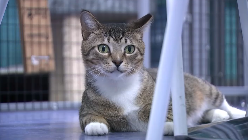 Rising Rent Forcing Wilton Manors Good Luck Cat Cafe to Rising Rent Forcing Wilton Manors Good Luck Cat Cafe to
