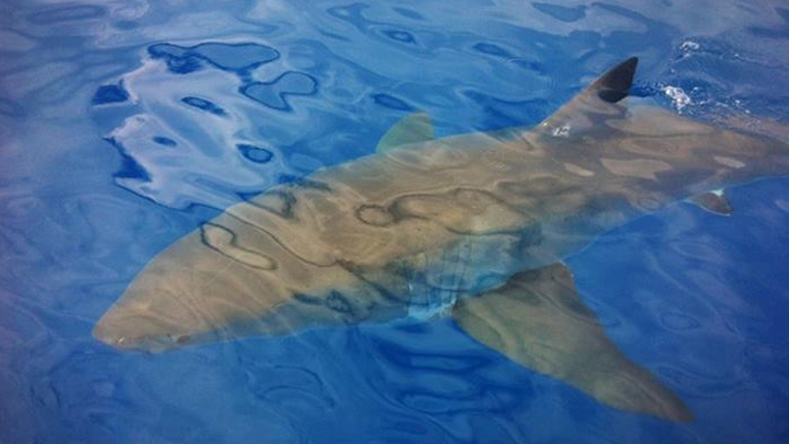 great white shark spotted