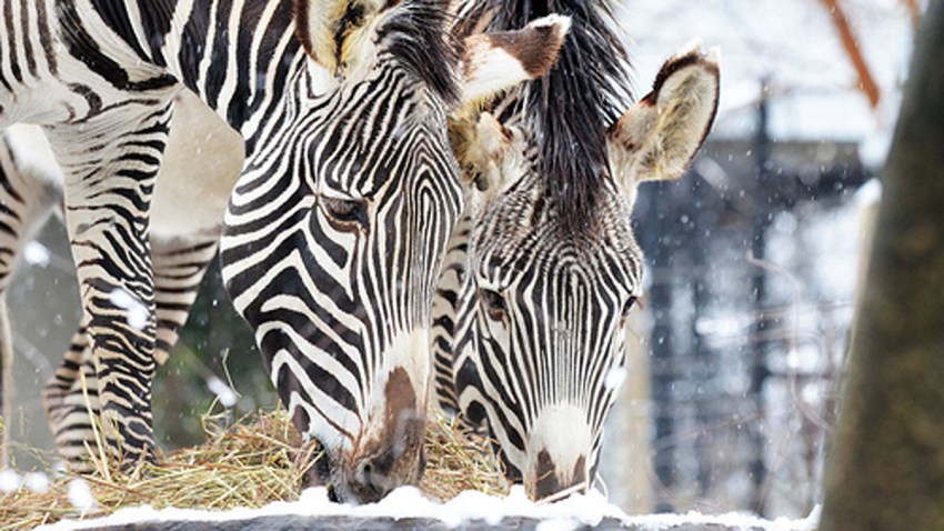grevys zebra