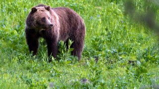 Yellowstone Grizzly Bear