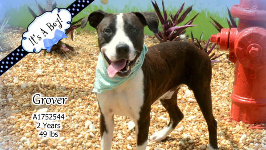 Last Chance Dogs At Broward Animal Care And Adoption Nbc 6