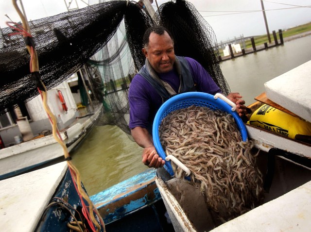 gulf shrimp