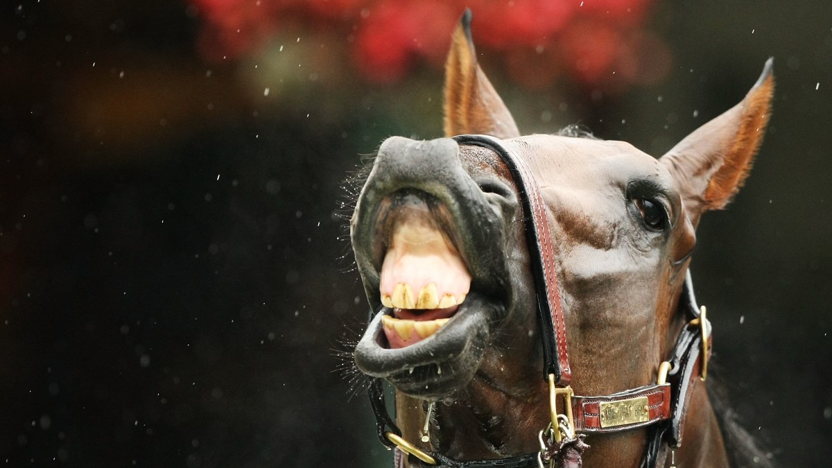 Nay! Horse Meat Rules to Get Stricter NBC 6 South Florida