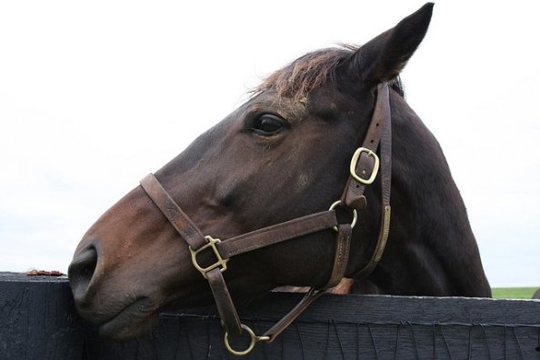horse9