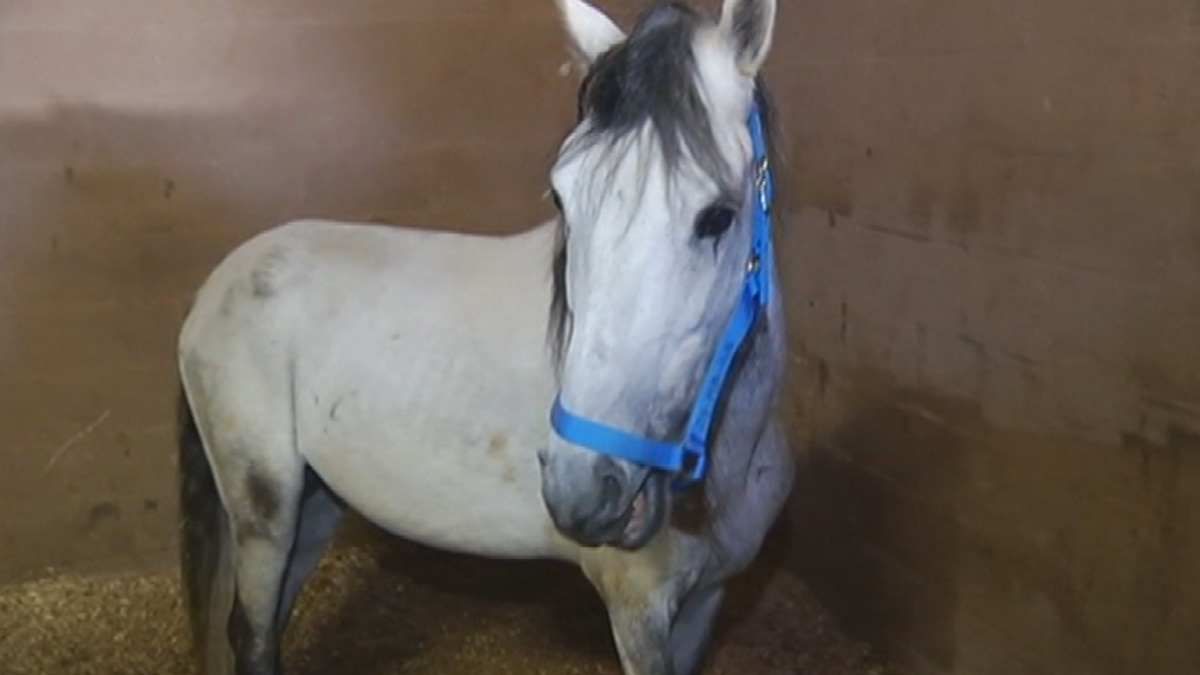 Rescued Horses Up for Adoption NBC 6 South Florida