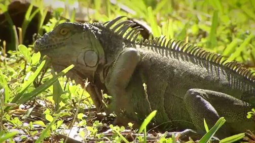 Cold snap gives Floridians a chance to turn in cold-stunned iguanas. Here's how