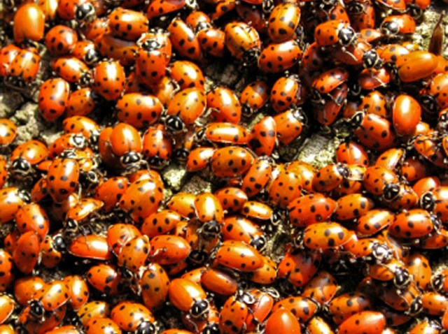 ladybugs