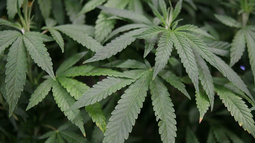 lagenerics-pot-plant