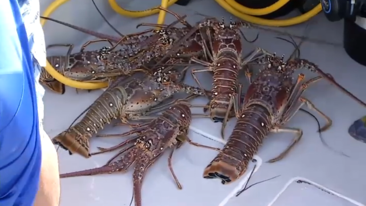 Lobster MiniSeason Florida 2022 Date, Rules, And More NBC 6 South