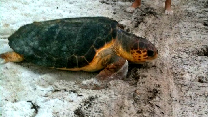 Lost Turtle Finds Keys Swimming Pool – NBC 6 South Florida