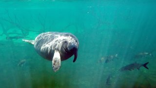 MANATEE DEATHS