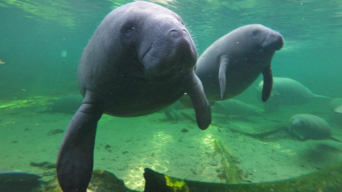 Dozens of Florida Manatees in Rehab Amid Ongoing Starvation