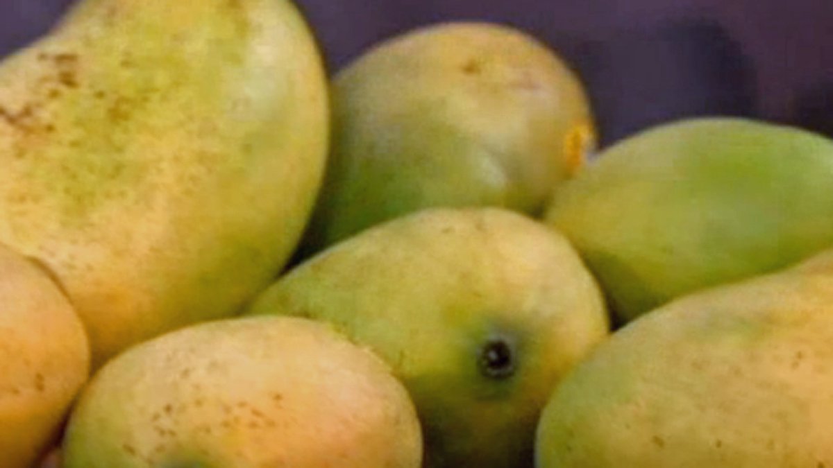 Before you pick that mango, know Miami-Dade's rules