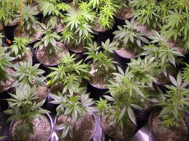 102708 marijuana plants in pots
