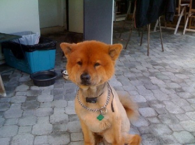 maya chow chow