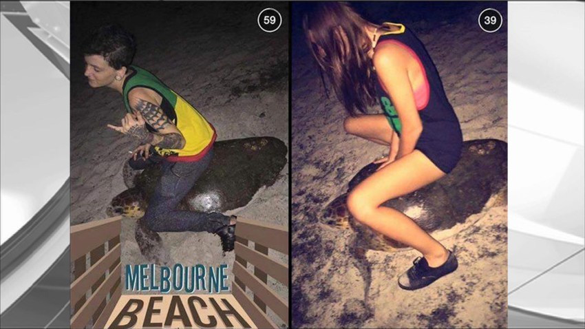 melbourne sea turtle 070415