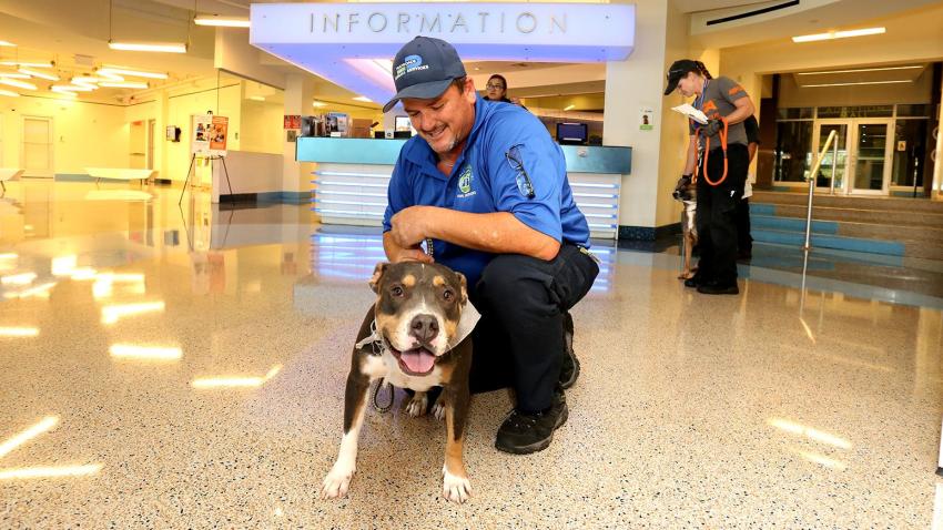 Dozens of Animals Displaced by Hurricane Irma Taken to South Carolina