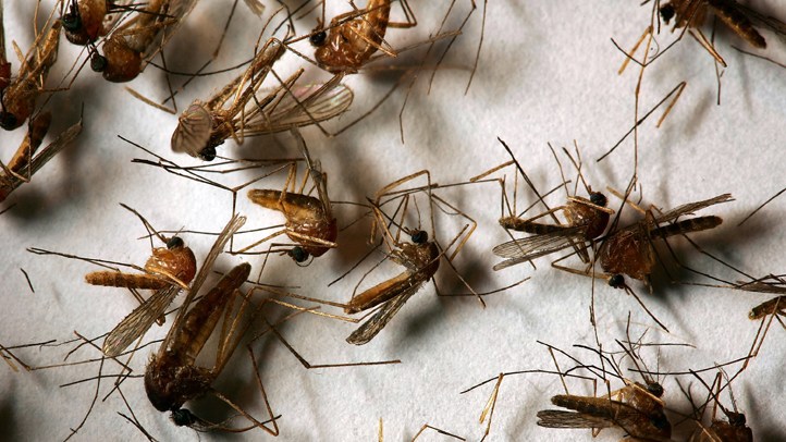 Mosie Insect Mosquitoes Prefer People With Type O Blood, Study Finds – NBC 6 South ...