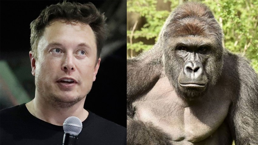 musk harambe song