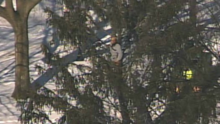 new haven man in tree_noel