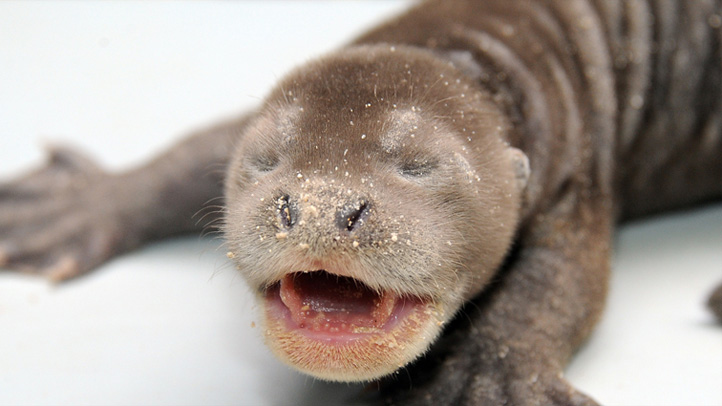 Litter of Giant River Otters Born At Zoo Miami – NBC 6 South Florida