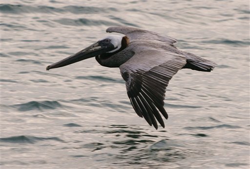 Brown Pelicans