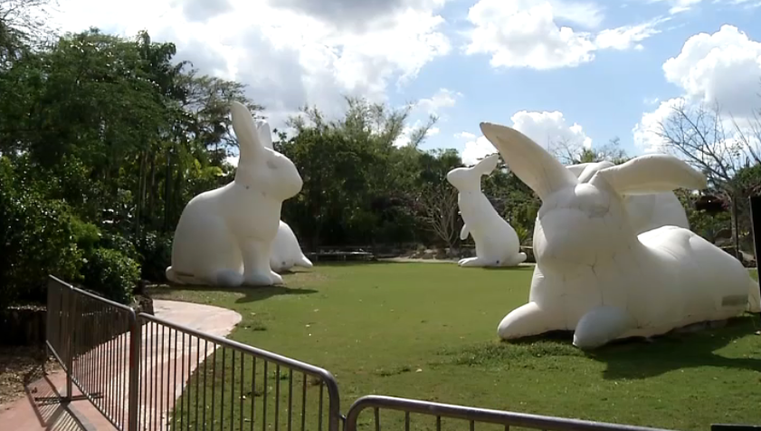 pinecrest big bunnies