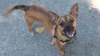 porter-east-bay-spca-rescue