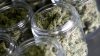 New Effort Underway to Legalize Recreational Marijuana in Florida