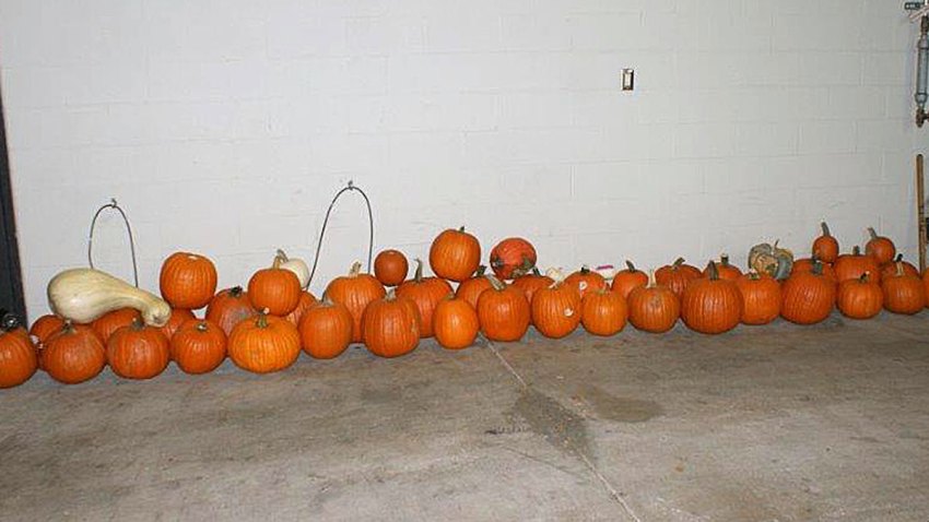Vanishing Pumpkin Caper