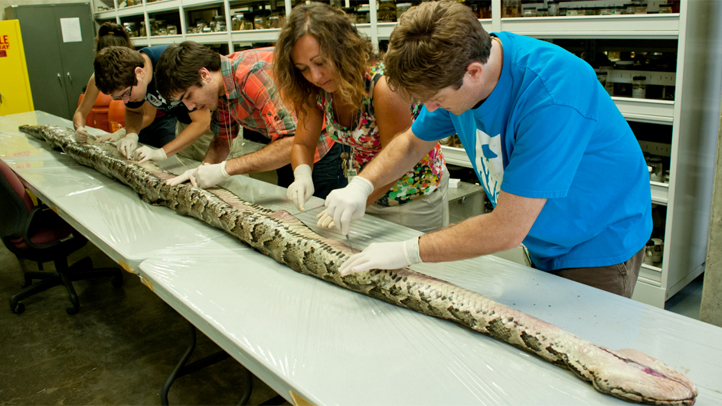 Largest Florida Burmese Python Caught in Everglades – NBC 6 South Florida