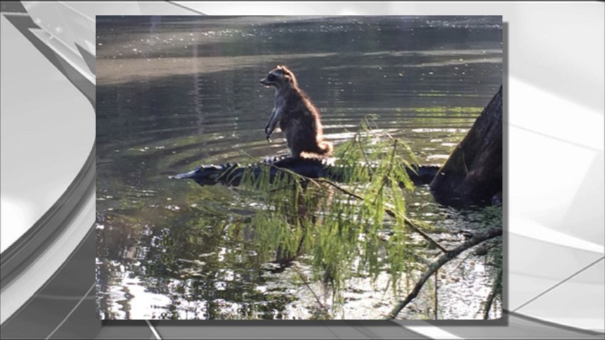 raccoon gator 061415