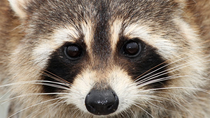 raccoon5