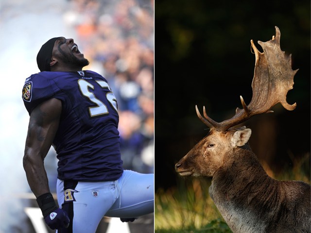 ray lewis deer split